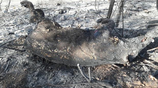 El entorno del Castillo de las Guardas ha sido pasto de 25 incendios en un año