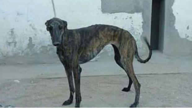 Damara de San Roque, galga de 30 meses, campeona de Castilla-La Mancha