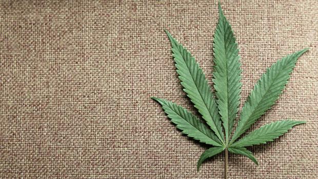 Una hoja de marihuana como las que se han incautado en Dos Hermanas