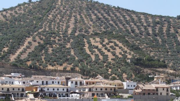 Londres premia los aceites de Priego de Córdoba