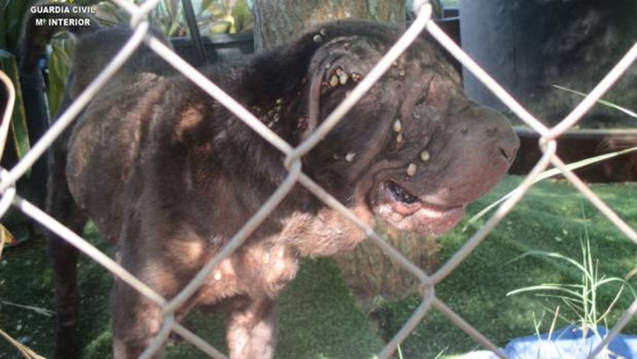 La perra, de raza Sharpei, fue encontrada cubierta de garrapatas y desnutrida