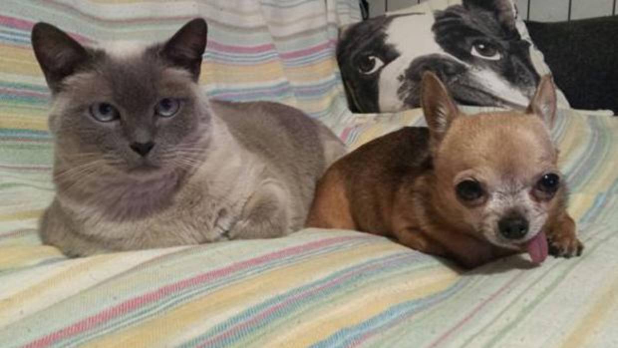 Un perro chihuahua, una de las razas más demandadas, junto a un gato en una imagen de archivo