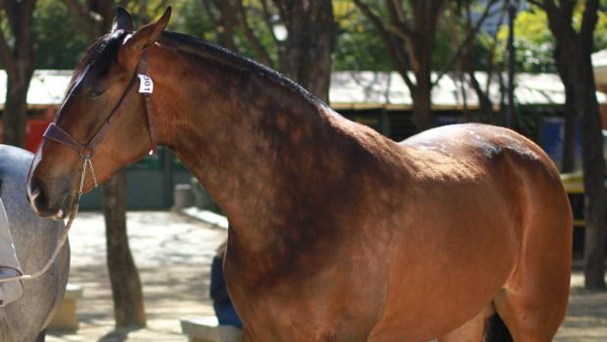 El caballo robado en Los Palacios, diferente al de la imagen, era un pura raza hispano-árabe