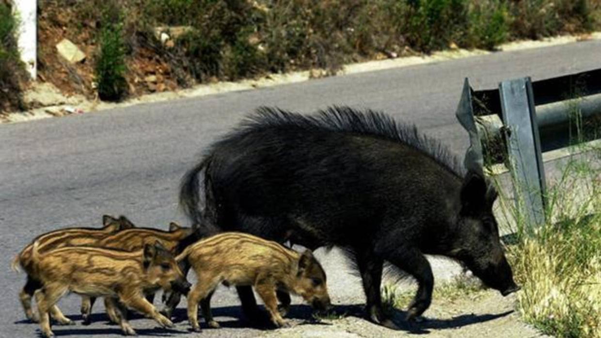 Varios jabalíes cruzan una carretera