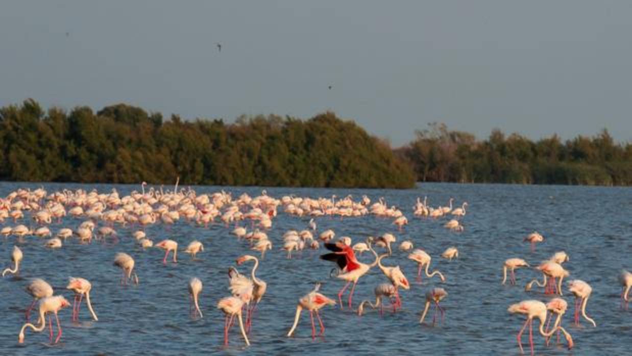 Flamencos en la Dehesa de Abajo. La Puebla del Río