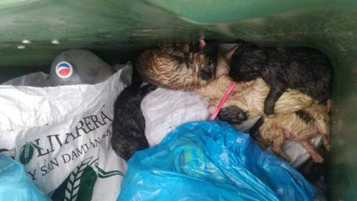 Contenedores de basura: la última «moda» para abandonar a los perros en El Saucejo
