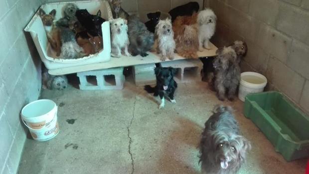 Protectora de animales lanza un S.O.S. tras decomisar 74 perros a una persona con «síndrome de Noé»
