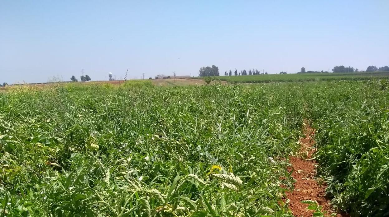 Las tierras cultivadas por los colonos de la hacienda Charco Redondo en Miraflores