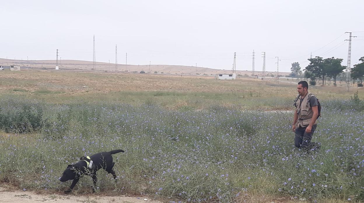 Alarma en Utrera ante la muerte de un perro a causa de un presunto envenenamiento