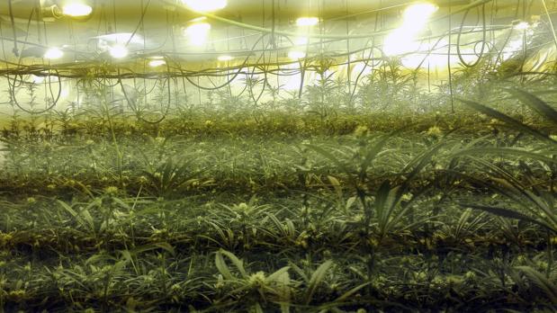 Desmantelan una plantación de marihuana junto al Ayuntamiento de El Cuervo