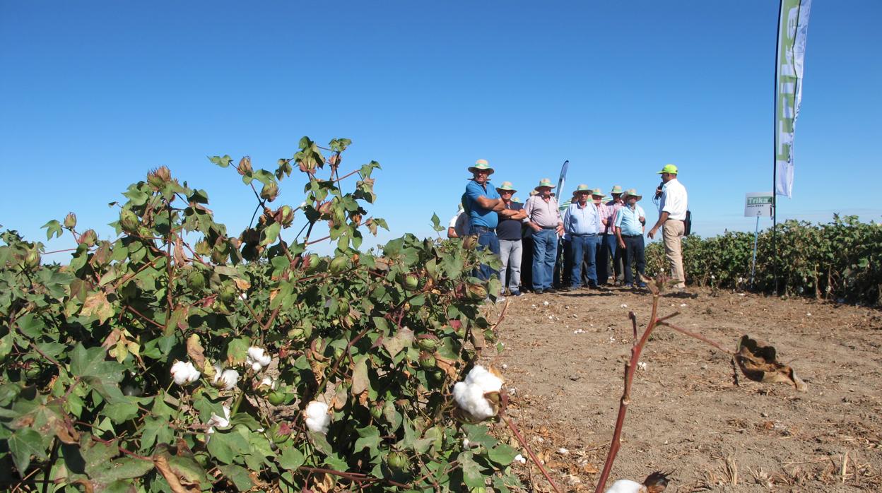 La jornada muestra in situ a agricultores y profesionales agrarios los avances logrados en el cultivo