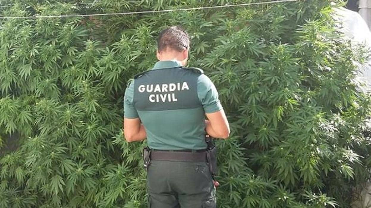Un agente de la Guardia Civil en un cultivo de marihuana