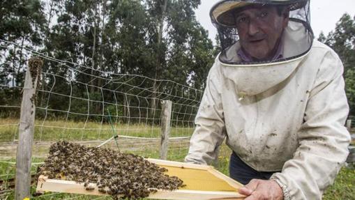 En Aznalcóllar hay cifradas 116 explotaciones apícolas