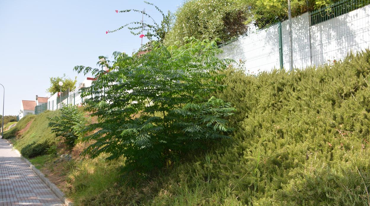 El Ayuntamiento de Tomares construirá un jardín vertical en el talud de la calle Rafael Alberti
