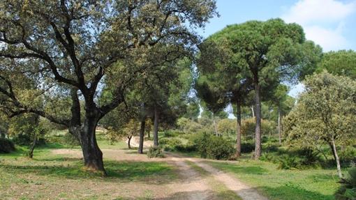 Inmenso parque a unos cuatro kilómetros de Lora del Río