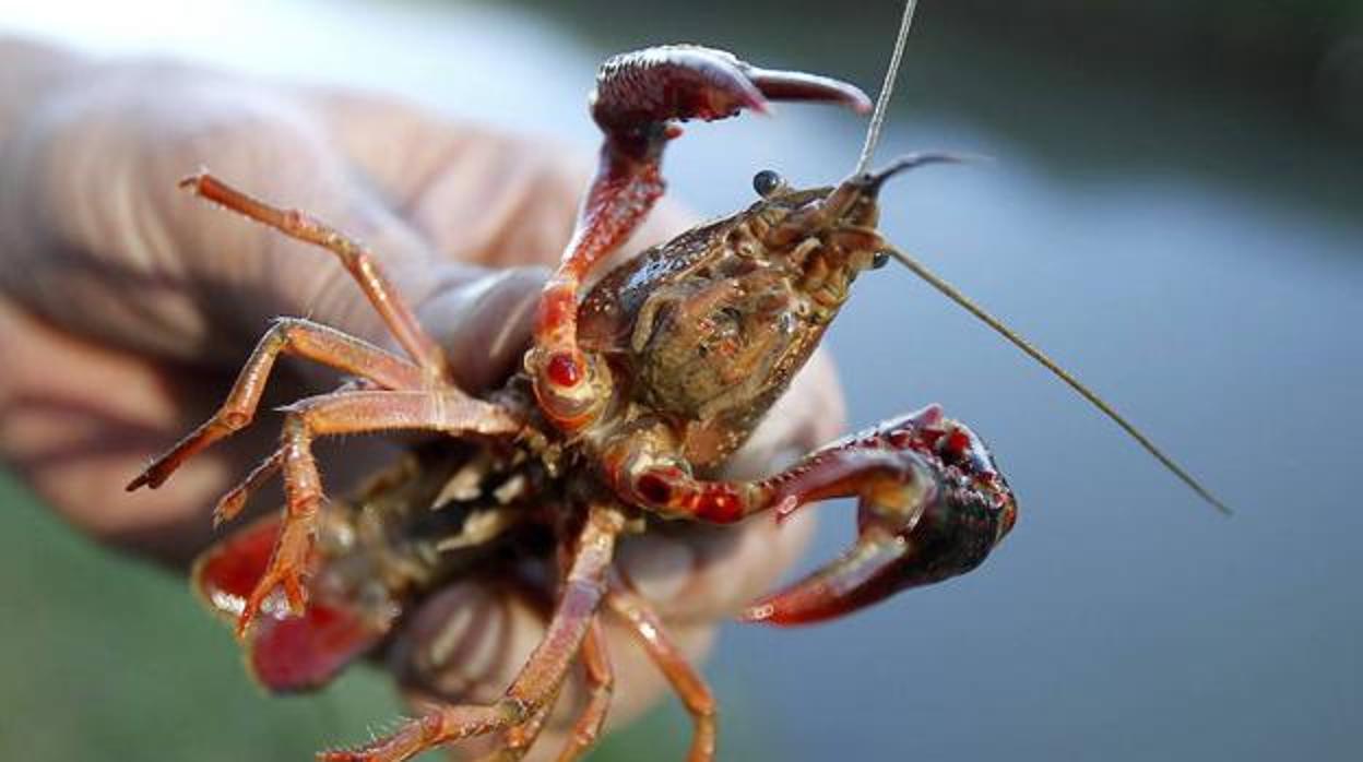 Un ejemplar de cangrejo rojo habitual en el Bajo Guadalquivir