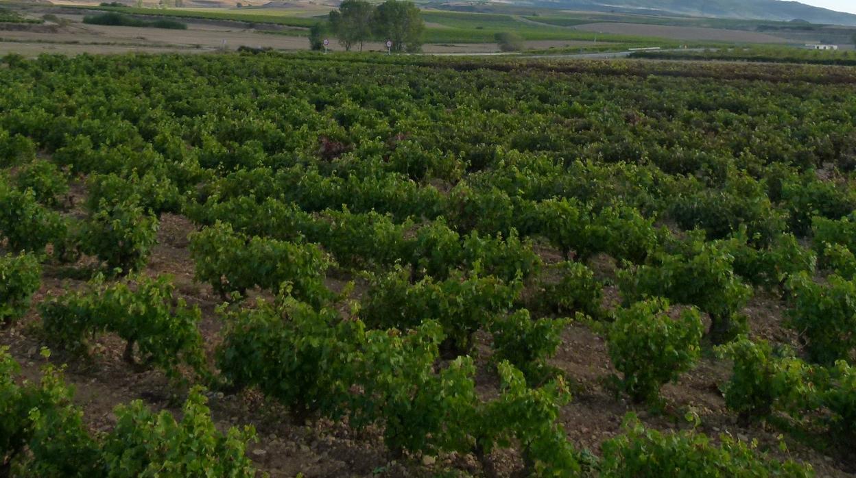 El detenido, al verse descubierto en el viñedo, gritó a la víctima