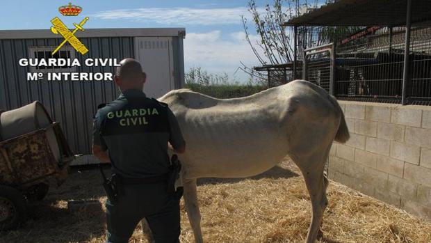 Investigan al dueño de dos caballos desnutridos rescatados por el Seprona en Isla Mayor