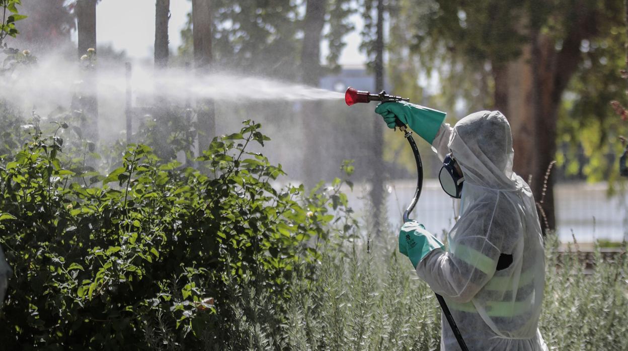 Un operario realizando tareas de fumigación en Coria del Río