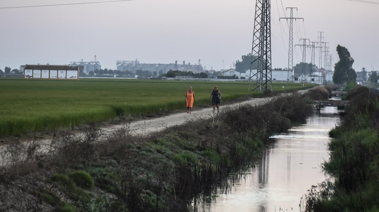 Uno de los canales de riego existentes entre La Puebla del Río e Isla Menor