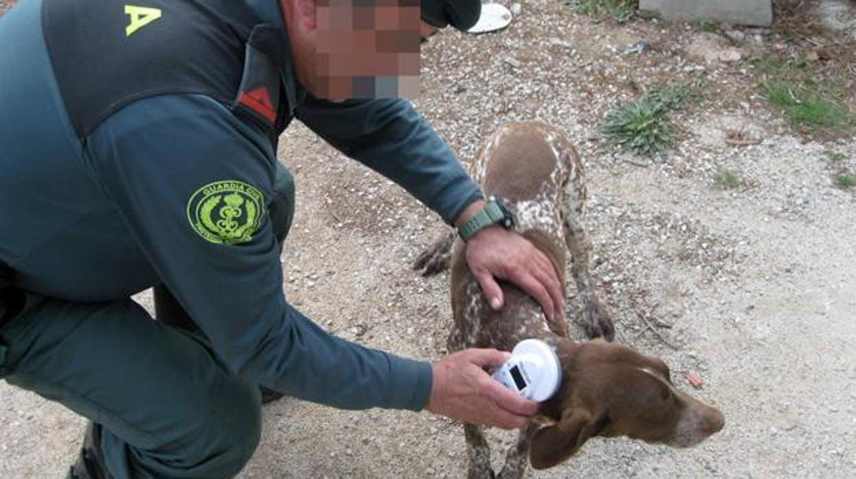 Un agente de la Guardia Civil revisa el chip de un perro robado en una operación anterior