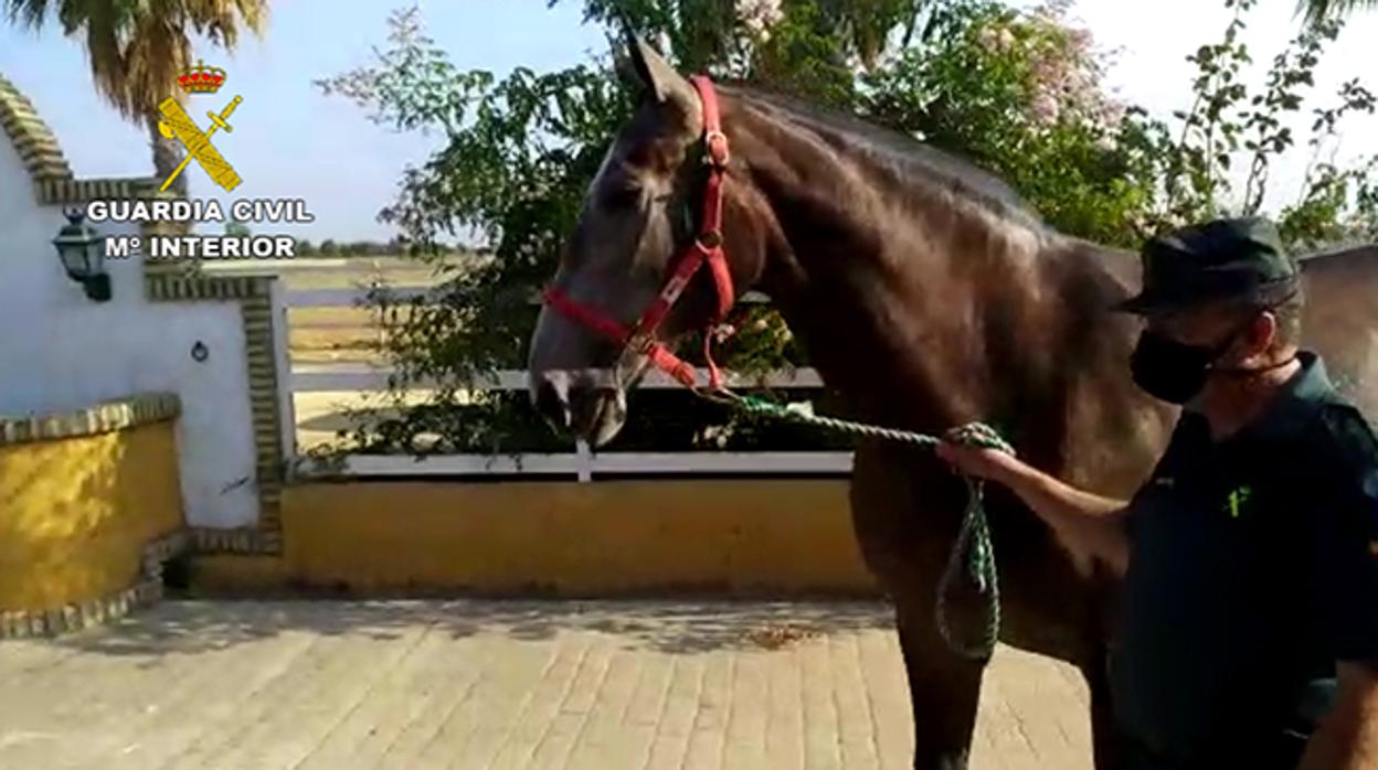 Un agente de la Guardia Civil junto al caballo robado
