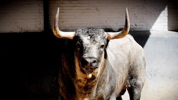 La provincia de Sevilla, cuna del mejor toro bravo