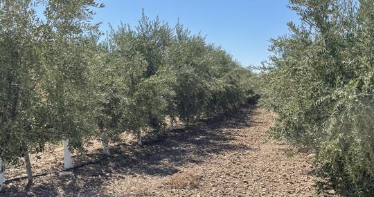 Olivar intensivo en una finca del término municipal de Arahal