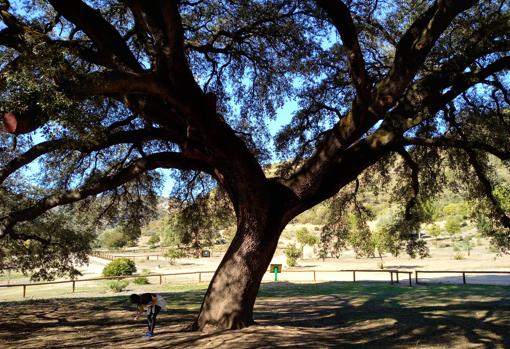 Bajo la copa de este enorme árbol puede caber más de un millar de personas