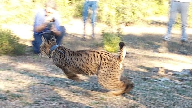 Liberados dos linces procedentes de un centro de cría de Portugal