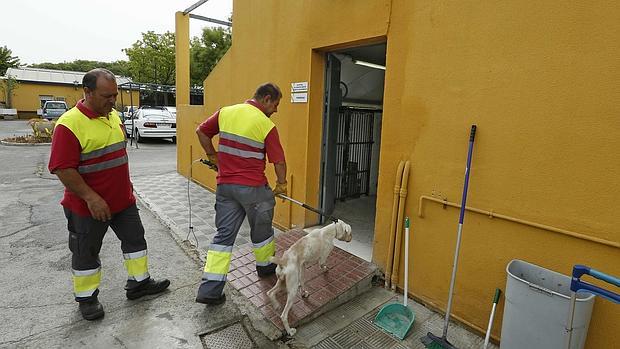 Empleados del zoosanitario de Sevilla en las dependencias municipales