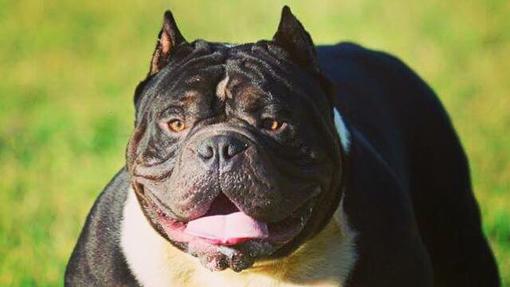 American Bully