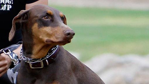 Doberman