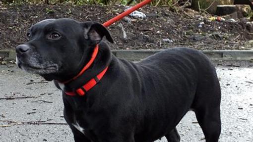 Starffordshire Bull Terrier