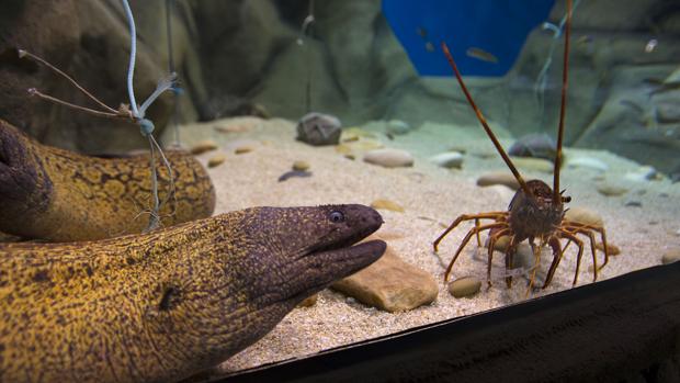 Ultimátum del Puerto al acuario: o cumple el contrato o rescinde la concesión