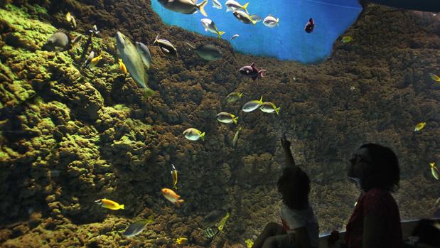 El acuario de Sevilla cierra su venta a los gestores del Oceanogràfic de Valencia por siete millones de euros