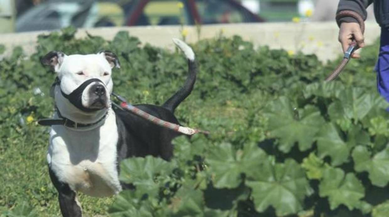 Un perro de raza american staff con el bozal puesto y atado por su dueño