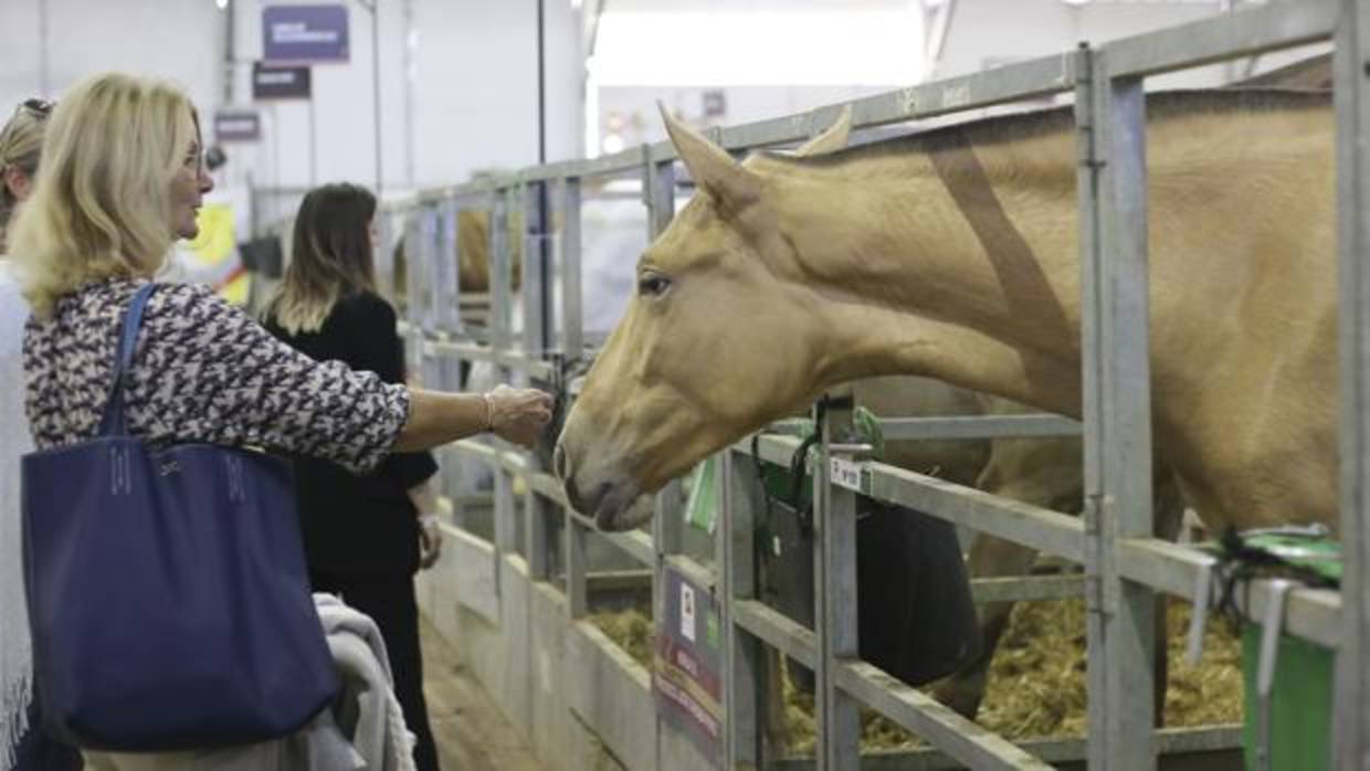 Varias mujeres ayer en la zona de cuadras del Salón Internacional del Caballo de Sevilla