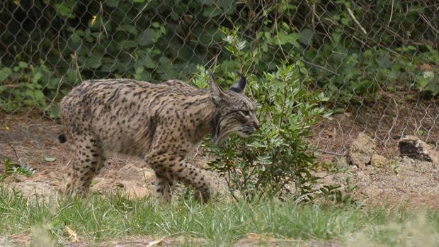 Un nuevo atropello en Sevilla eleva a 17 los linces fallecidos en vías andaluzas