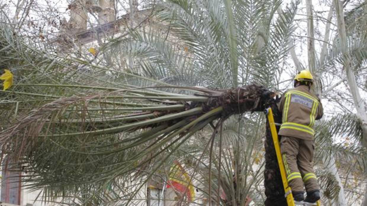 Estado de la palmera que se ha tronchado en la Plaza Nueva