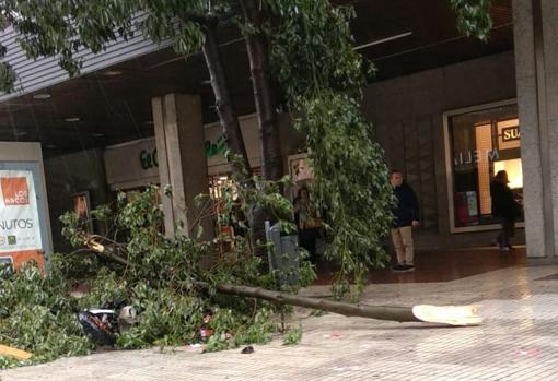 Otro árbol desplomado en la calle Luis de Morales