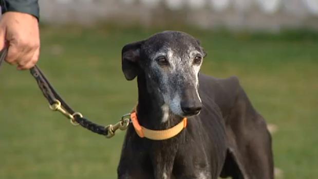 Reabren el caso Chapapote de robos de galgos