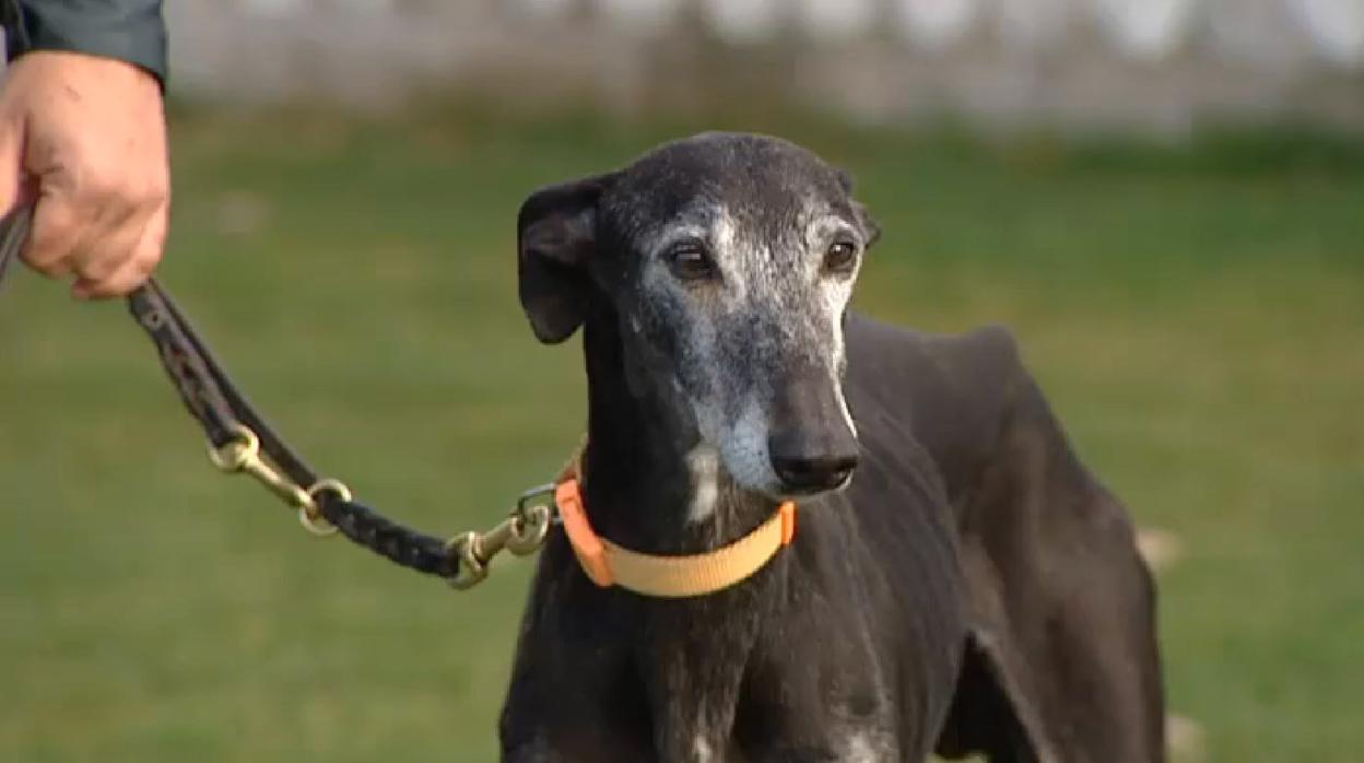 Imagen del galgo Chapapote, robado en 2008