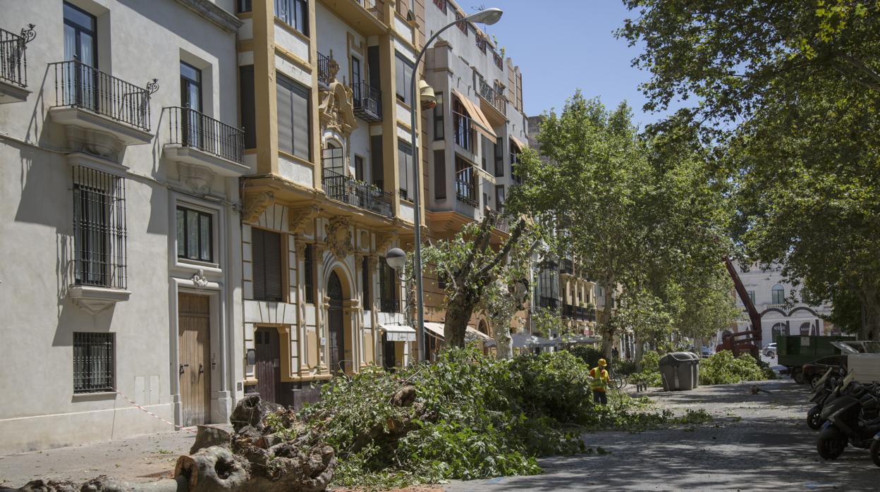 Tala de árboles en la avenida de Cádiz