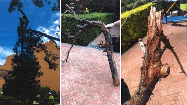 La rama caída del Alcázar estaba sana, pero el árbol tenía termitas