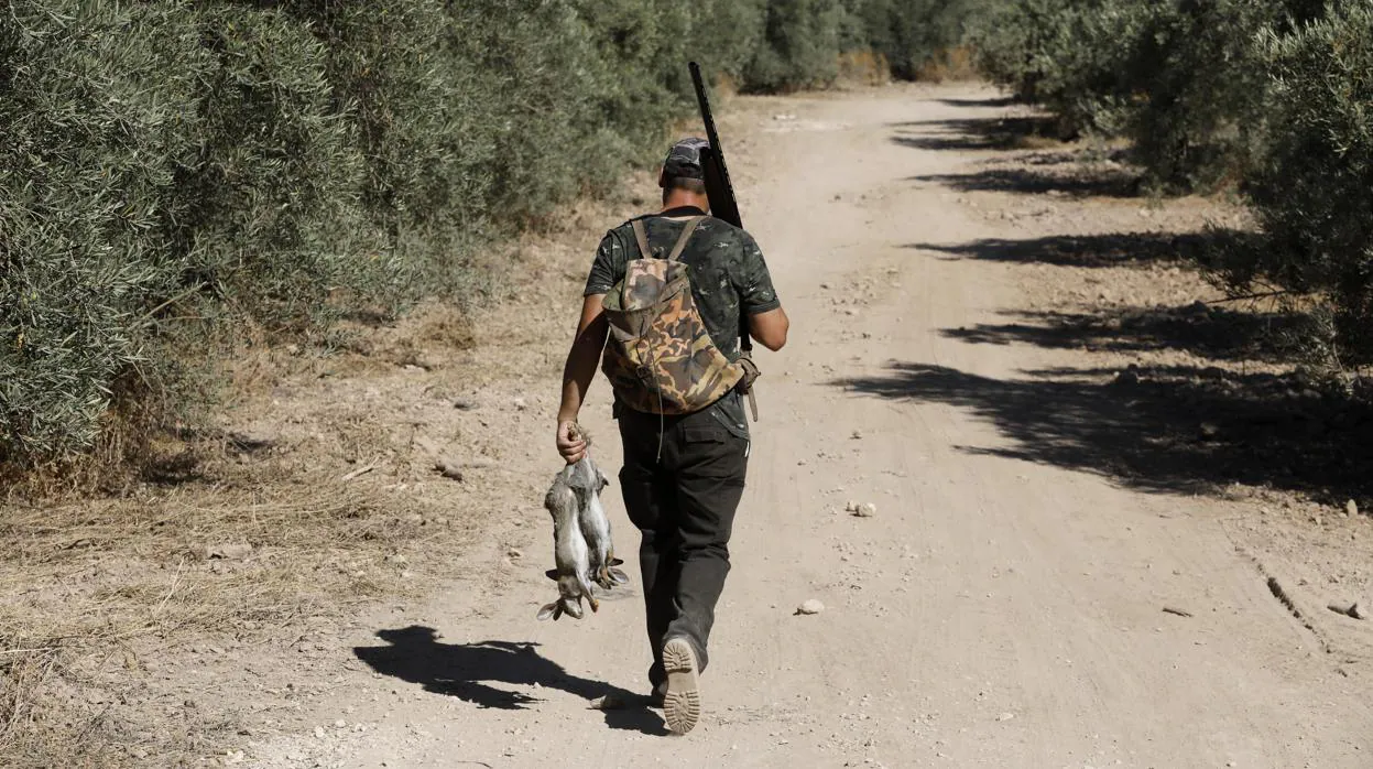 Un cazador camina por una finca con dos liebres en la mano