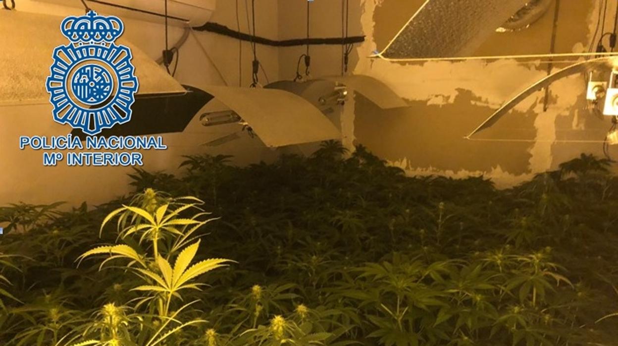 La Policía Nacional encontró una plantación indoor de marihuana