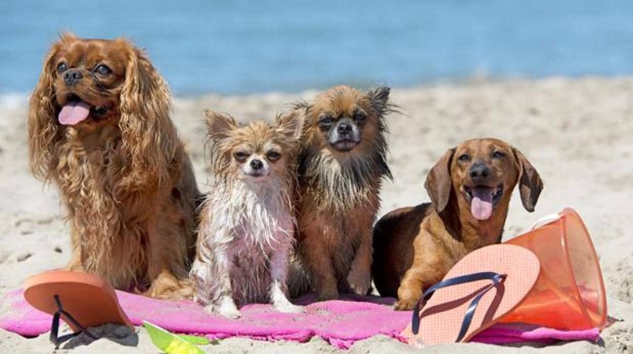 Varios perritos disfrutando de un día de playa ABC