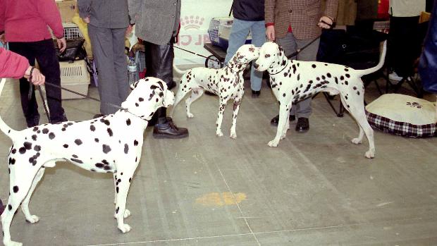 Condenan a la dueña de los perros que mordieron a su asistenta