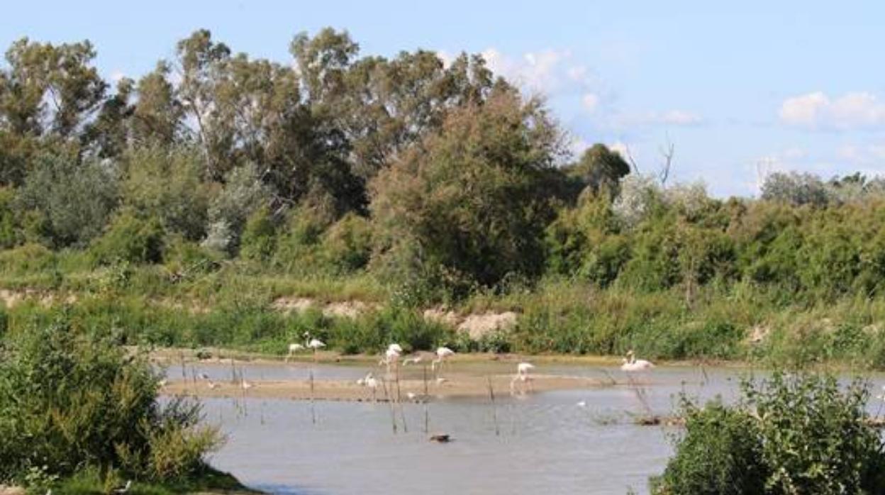 El Puerto de Sevilla, una reserva de aves acuáticas